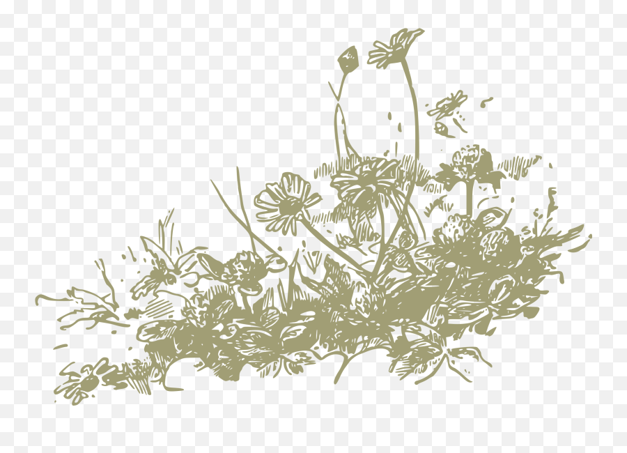Wildflower Vector Canola Plant - Transparent Wildflower Clipart Png,Wildflower Png