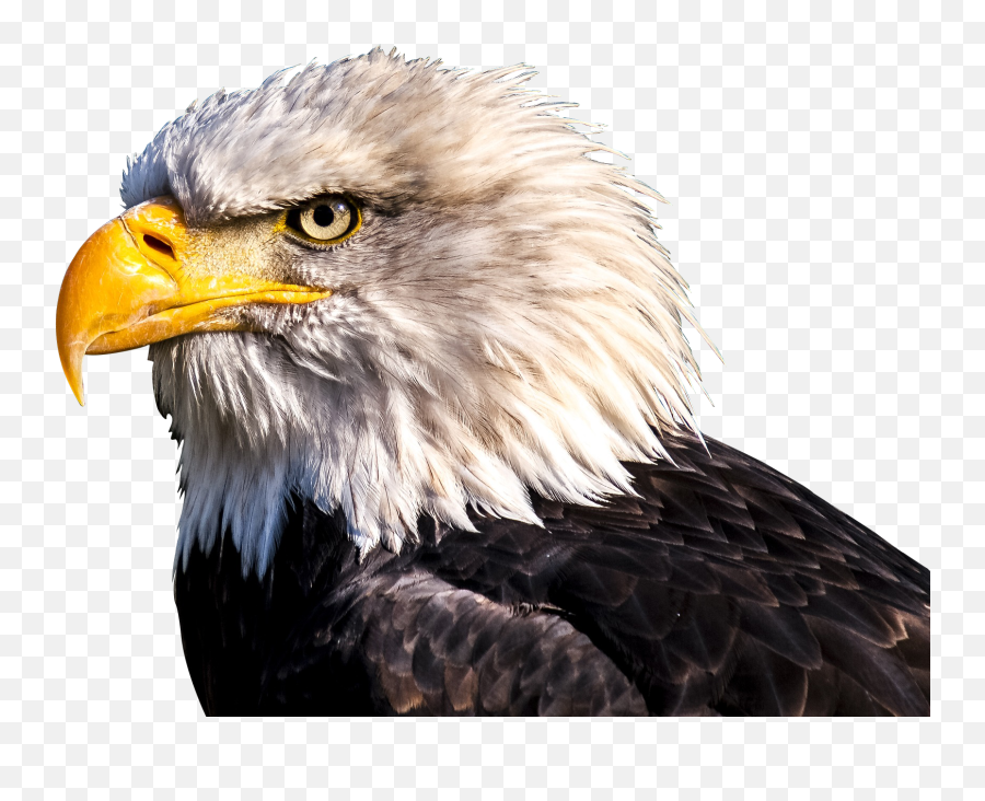 Bald Eagle Png U2013 For Free - Bald Eagle Heads,Eagle Head Png