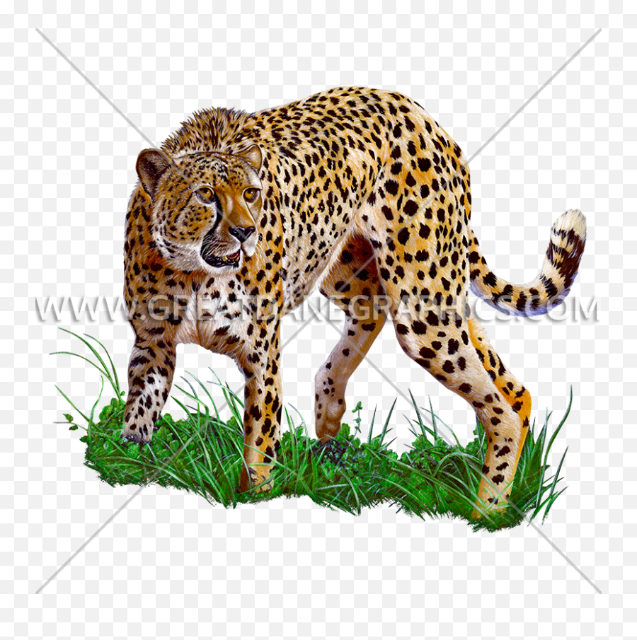 Cheetah Prowl Production Ready Artwork For T - Shirt Printing African Leopard Png,Cheetah Print Png