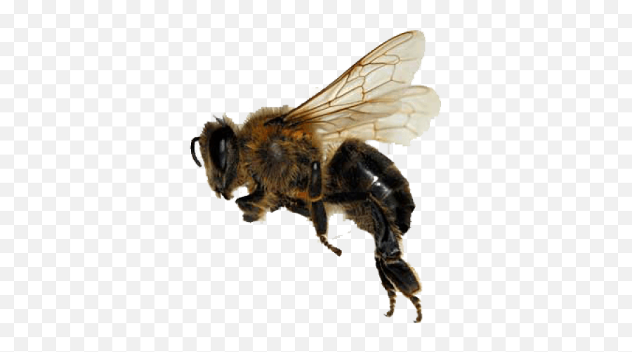 Bees Png And Vectors For Free Download - Dlpngcom Flying Honey Bee Png,Bees Png