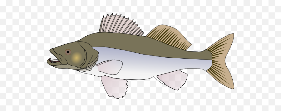 The Picture For Word Fish Pike Perch Zander - Word Big Fish Clipart Transparent Png,Bass Fish Png