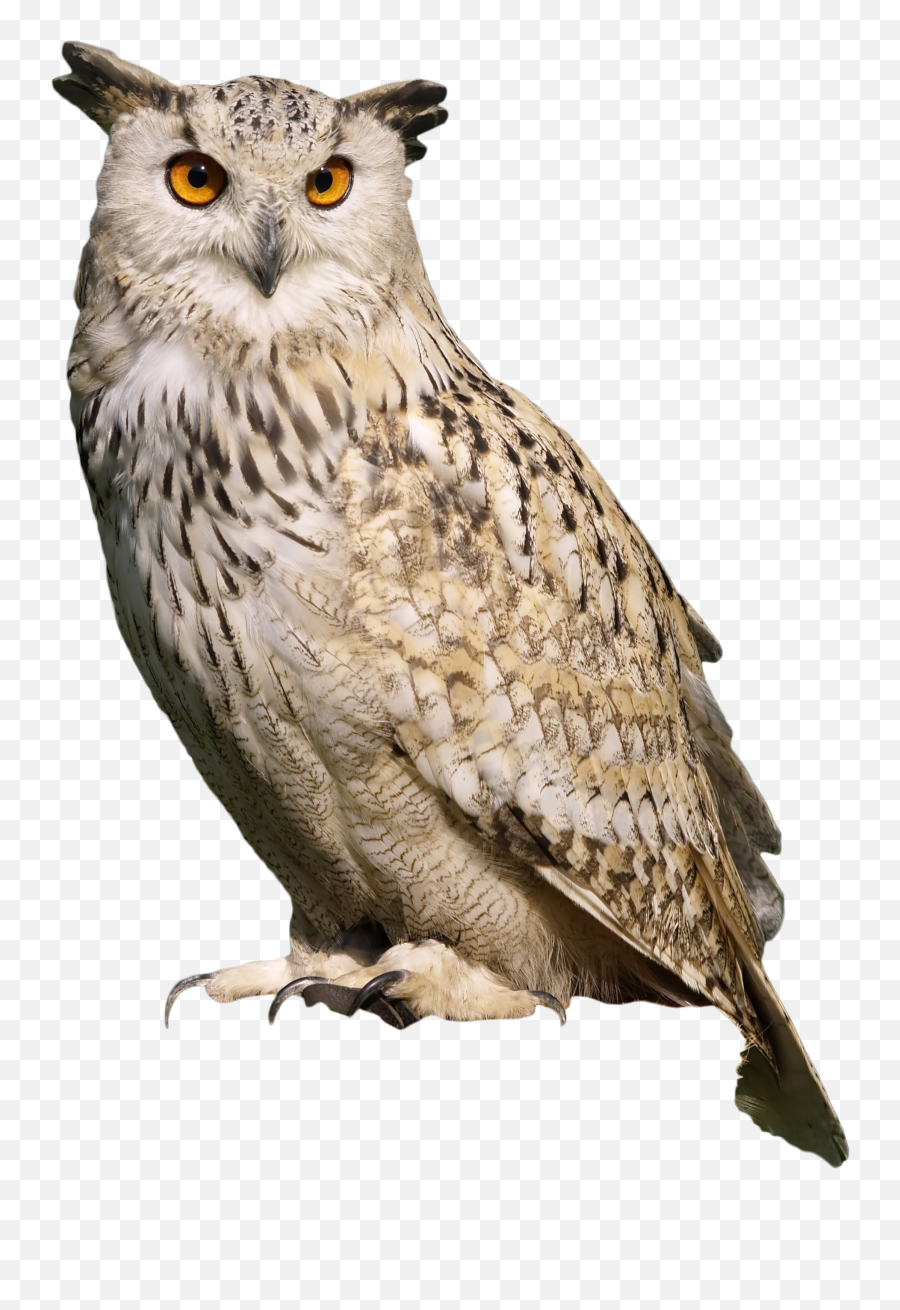 Download Owl Sitting Png Image For Free - Transparent Background Owl Png,Owl Transparent