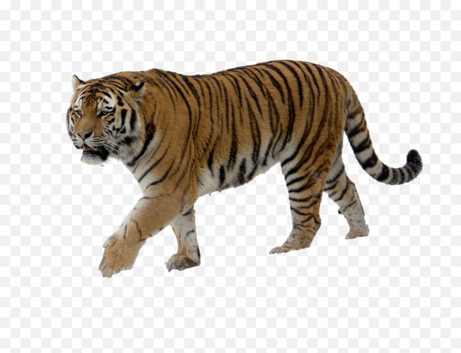 Tiger Png - Tiger Image Without Background,Tiger Png