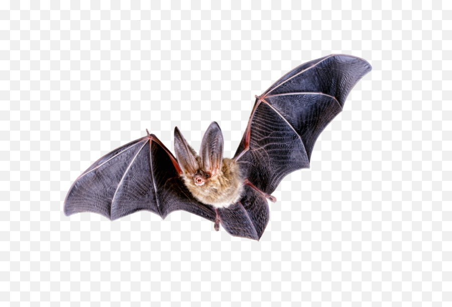 Bats Transparent Png Images - Bat Png,Bat Transparent Background