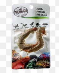 Centipede - Insect Png,Centipede Png