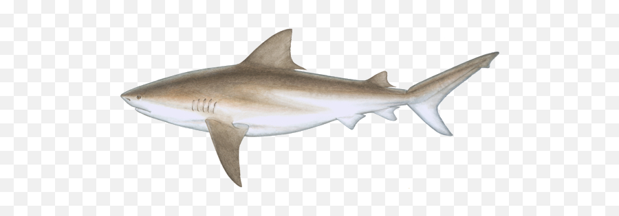 Fishin Guy - Fish Species Bull Shark Bull Shark Transparent Background Png,Shark Transparent Background