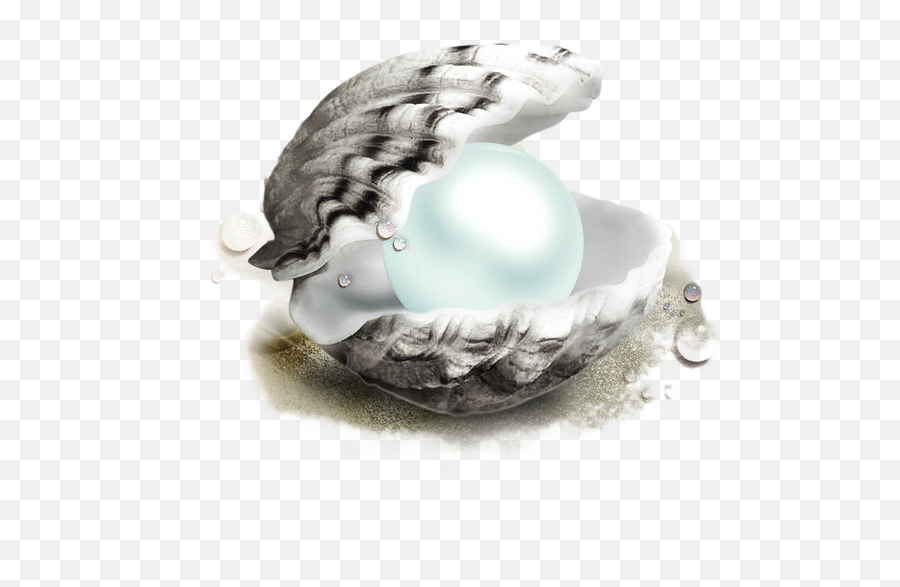 Download And Waterproofing Shells - White Pearl Shells Png,Pearls Png