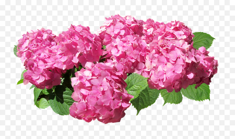 Hydrangea Flowers Pink Cut - Transparent Pink Hydrangea Png,Hydrangea Png