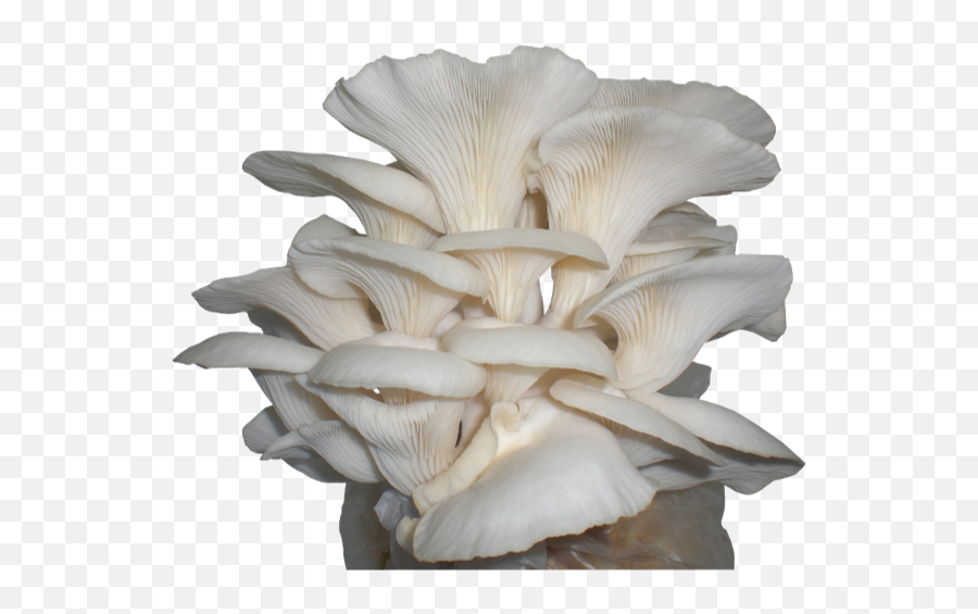 Oyster Mushroom 100 Gram - Oyster Mushroom Png,Oysters Png