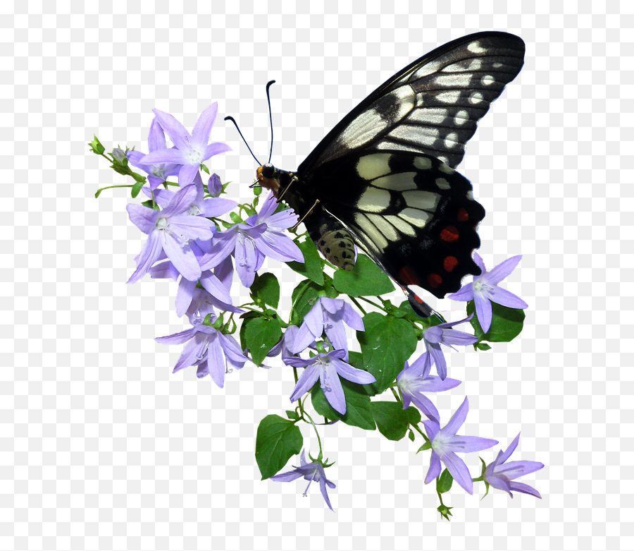 Butterfly Flower - Butterfly On Flower Transparent Png,Pixel Flower Png