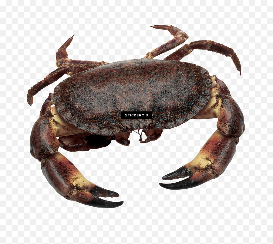 Download Crab - Pincer Of A Crab Png,Crab Png