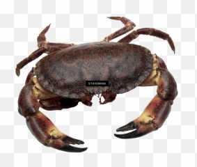 Download Crab - Pincer Of A Crab Png,Crab Png