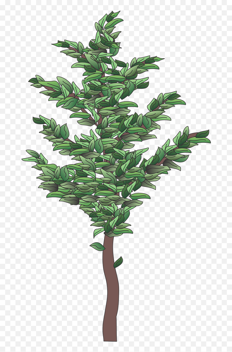 Shrub Plant Tree - Christmas Tree Png,Bush Plant Png