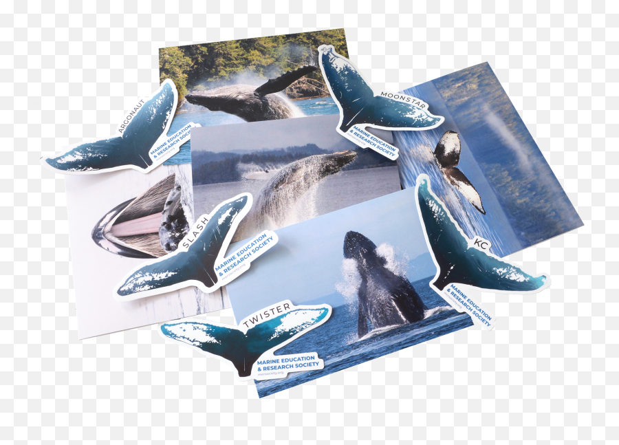 Marine Education And Research Society - Sponsor A Humpback Whale Humpback Whale Png,Whale Transparent