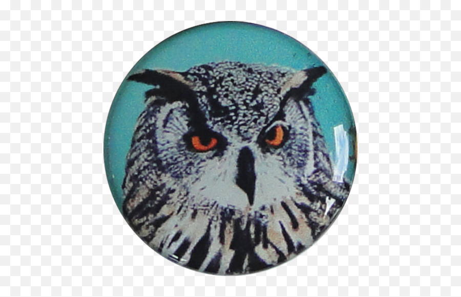 Owl Hedwig - All Articles Your Favourite Eastern Screech Owl Png,Hedwig Png