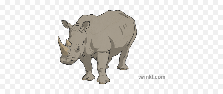 Rhinoceros 2 Illustration - Twinkl White Rhinoceros Png,Rhinoceros Png