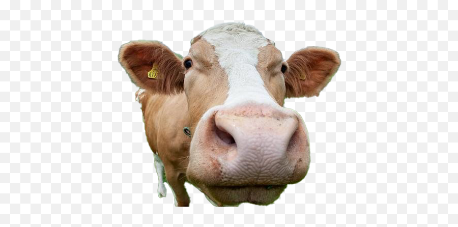 Cow Png Image - Cow Png Transparent,Cattle Png