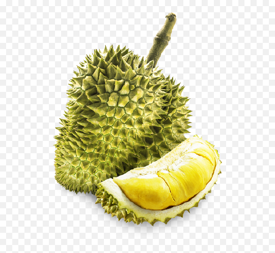 Fresh Whole Durian Monthong U2013 Sunshine International Co Ltd - Durio Zibethinus Png,Durian Png