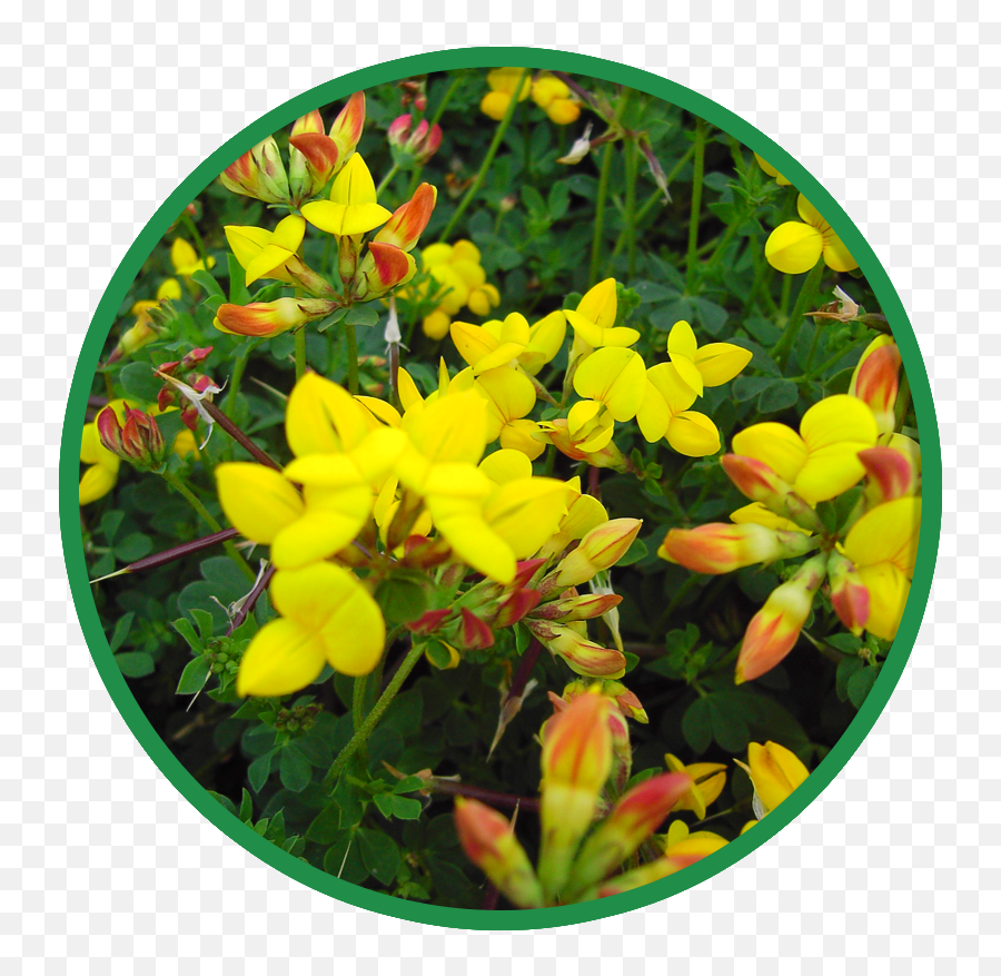 Wildflowers - Wild Flower Seed Acid Soils Mwf 2 Hd Png Caesalpinia,Wildflowers Png
