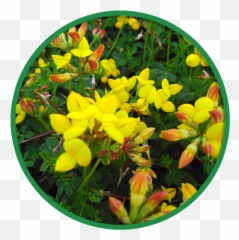 Wildflowers - Wild Flower Seed Acid Soils Mwf 2 Hd Png Caesalpinia,Wildflowers Png