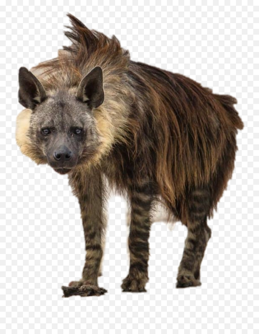 Download Report Abuse Png Hyena