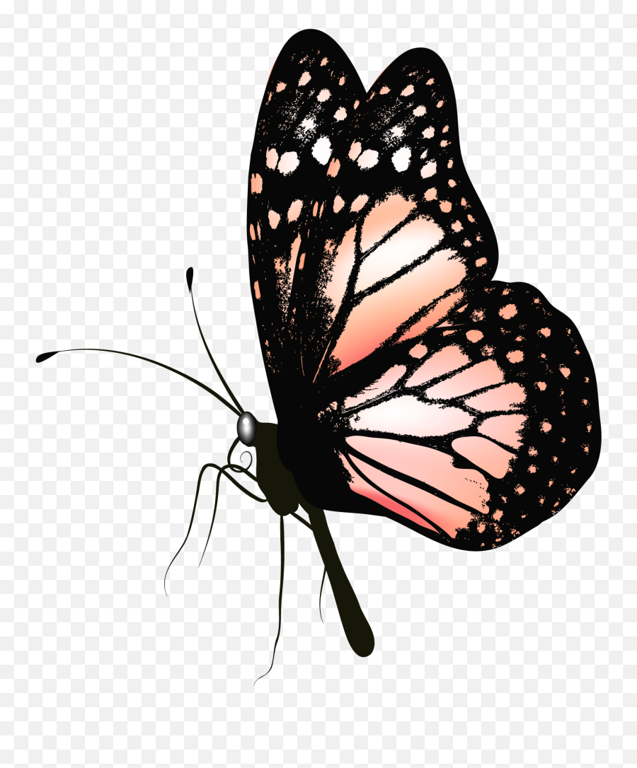 Butterfly Gif Png - Butterfly Png Gif,Blue Butterfly Transparent Background