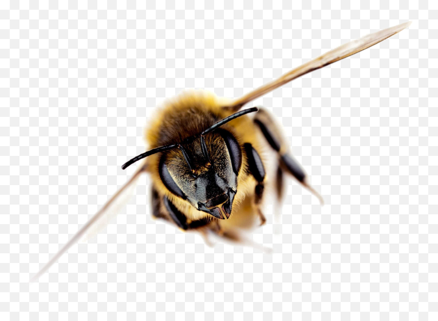 Bee Free Png Image Arts - Africanized Bee Transparent Png,Bee Transparent Background