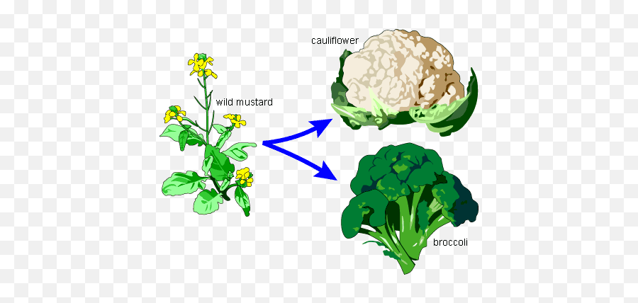 Homology A Bouquet Of Broccoli - Wild Mustard Png,Broccoli Transparent