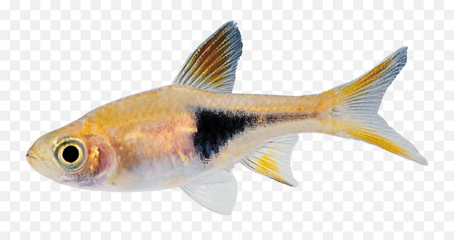 Real Fish Png 3 Image - Swimming Fish Gif Transparent,Fish Png Transparent