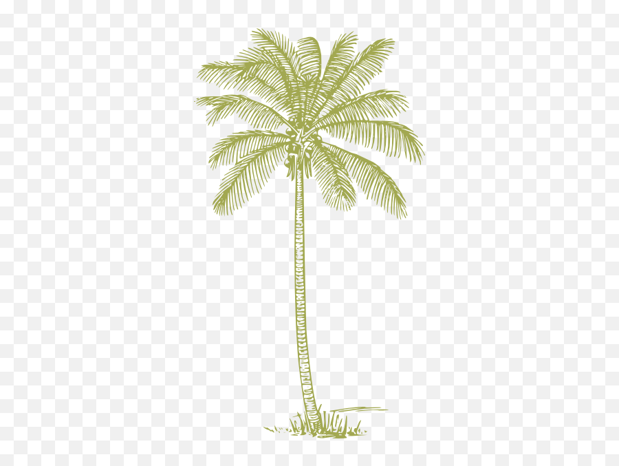 Download Green Palm Tree Silhouette Png - Coconut Tree Outline,Palm Tree Silhouette Png