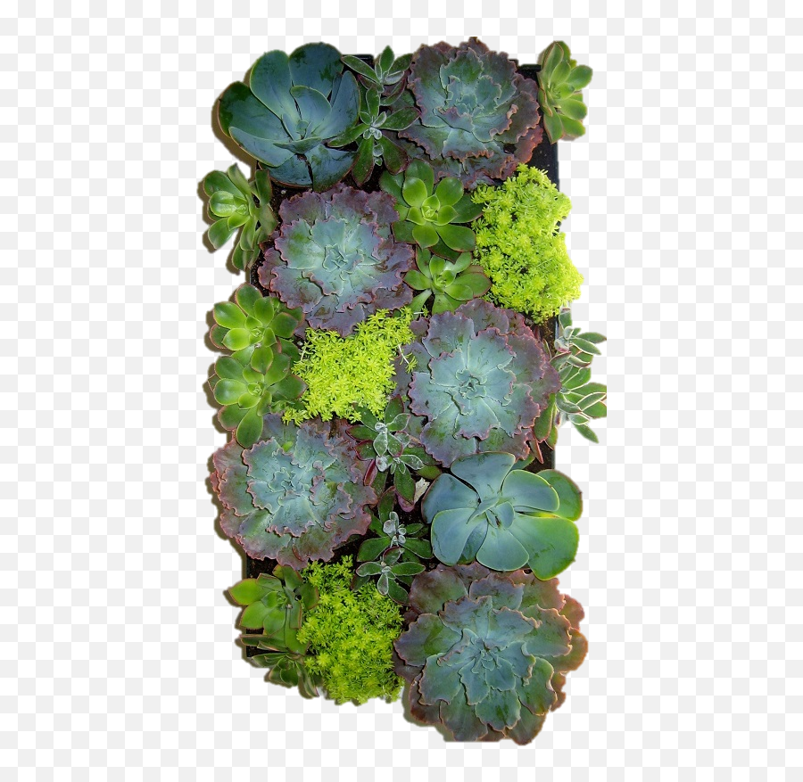 Grovert Living Wall Planter - Plants Png,Succulent Png