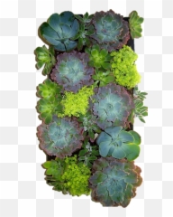 Grovert Living Wall Planter - Plants Png,Succulent Png