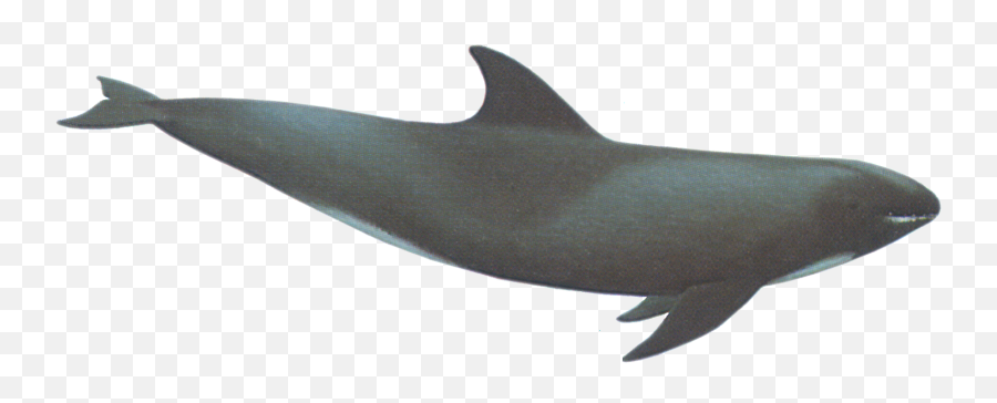 Whale Icon Png - Melon Head Whale Clipart,Whale Transparent Background