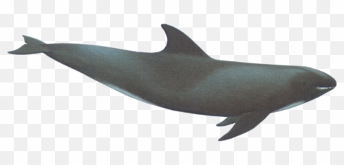 Whale Icon Png - Melon Head Clipart