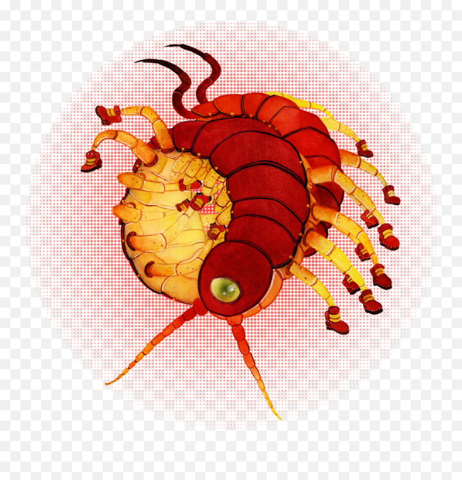 Download Hd A Centipede Wearing Sneakers For Katedrawsthings - Insect Png,Centipede Png