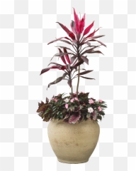 Indoor Plant Potted Plants Png Download - Flower Transparent