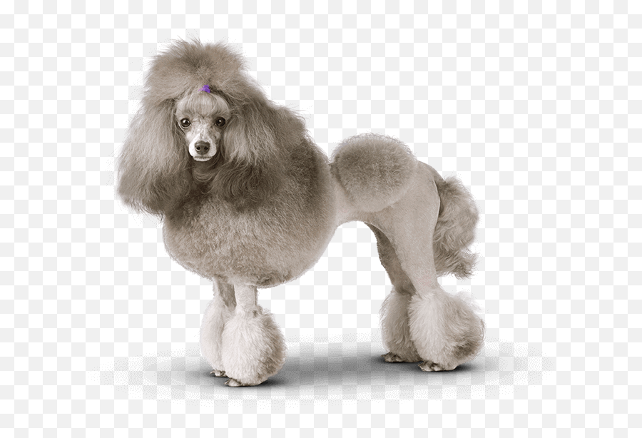 Groomed Poodle - Poodle Transparent Background Png,Poodle Png