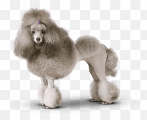 Groomed Poodle - Poodle Transparent Background Png,Poodle Png