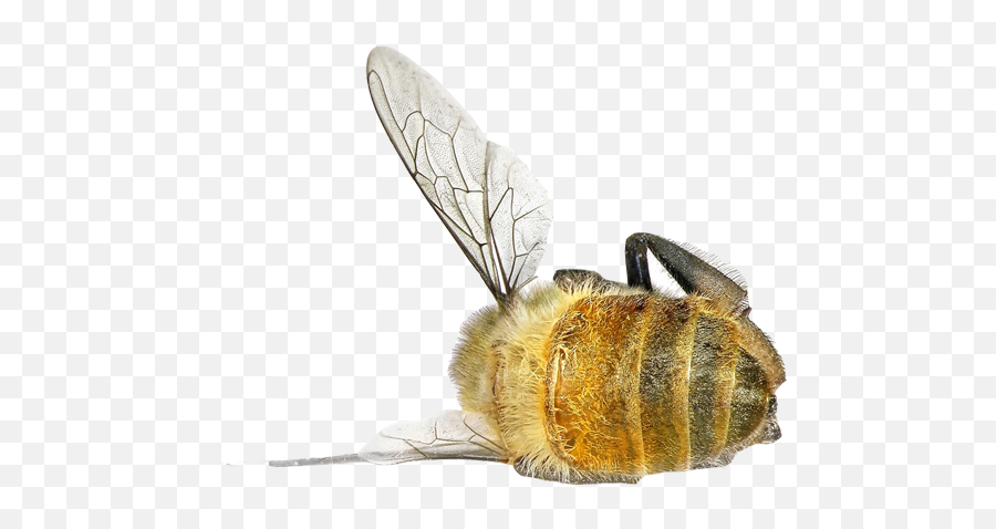 France Becomes The First Country To Ban All Five Pesticides - Transparent Dead Bee Png,Bee Png