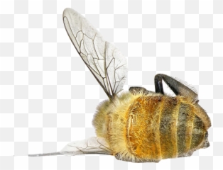 France Becomes The First Country To Ban All Five Pesticides - Transparent Dead Bee Png,Bee Png
