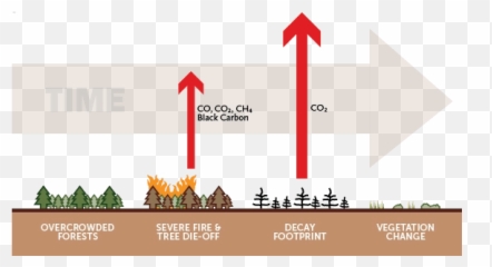 Download Free Png Sierra Nevada Forests Climate Hero Or - Graphic Design,Nevada Png