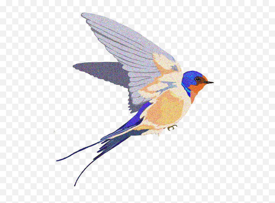 Barn Swallow Background Png - Swallow Bird Transparent Bg Transparent Swallow Bird,Bird Transparent Background