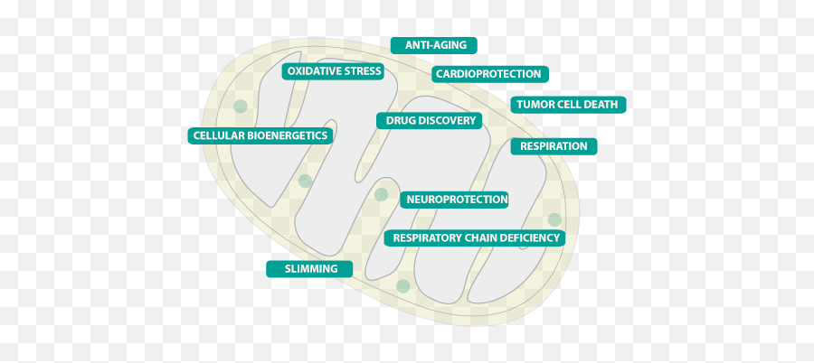 Mitologics - Colorfulness Png,Mitochondria Png