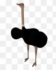 Download Hd Black Ostrich Png Pictures - Common Ostrich,Ostrich Png
