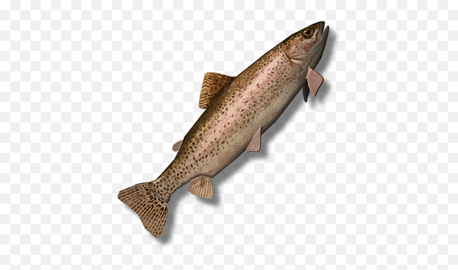 Rainbow Trout Raw - Official The Long Dark Wiki Coastal Cutthroat Trout Png,Trout Png