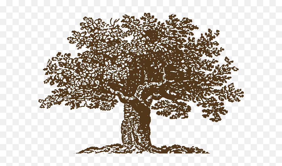 The Health Tree Reflexology Reiki Ear Candling - Living Economics Png,Tree Transparent