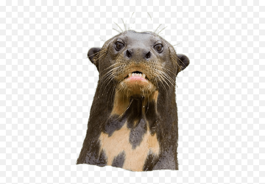 Angry Giant River Otter - River Otter Transparent Png,Otter Png
