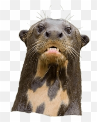 Angry Giant River Otter - River Otter Transparent Png,Otter Png