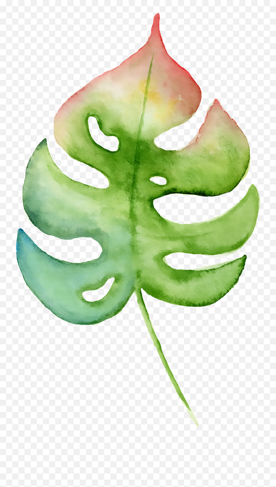 Download Hd Hand Painted A Leaf Png Transparent - Watercolor Swiss Cheese Plant,Watercolor Leaf Png