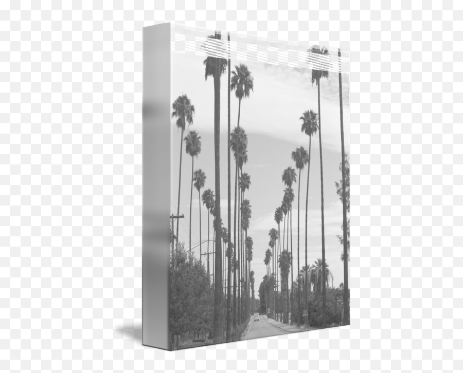 Vintage Black White California Palm Trees Photo By Alleycatshirts Zazzle - Horizontal Png,Black And White Tree Logo